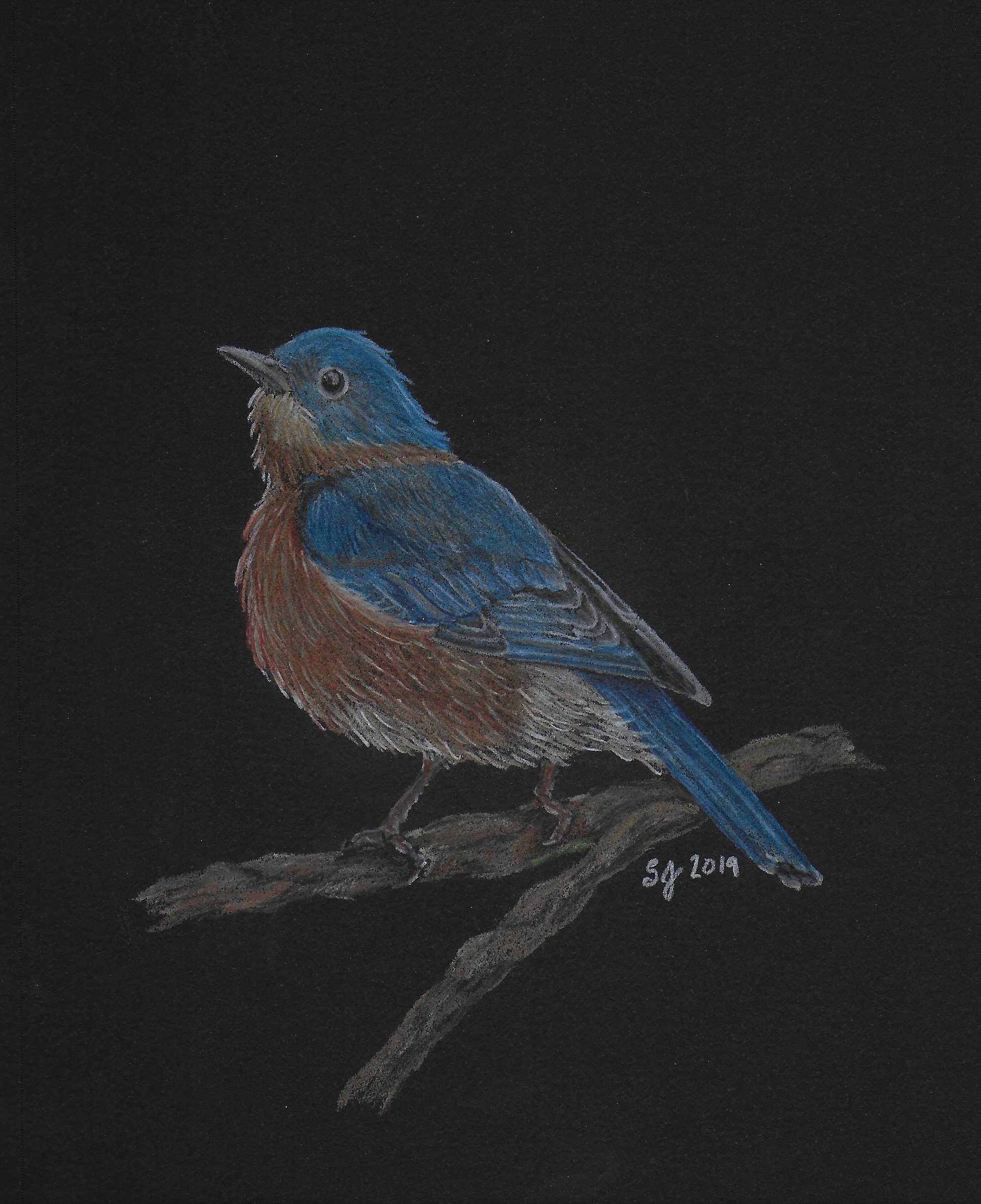 Drawing of an Eastern Bluebird on black paper