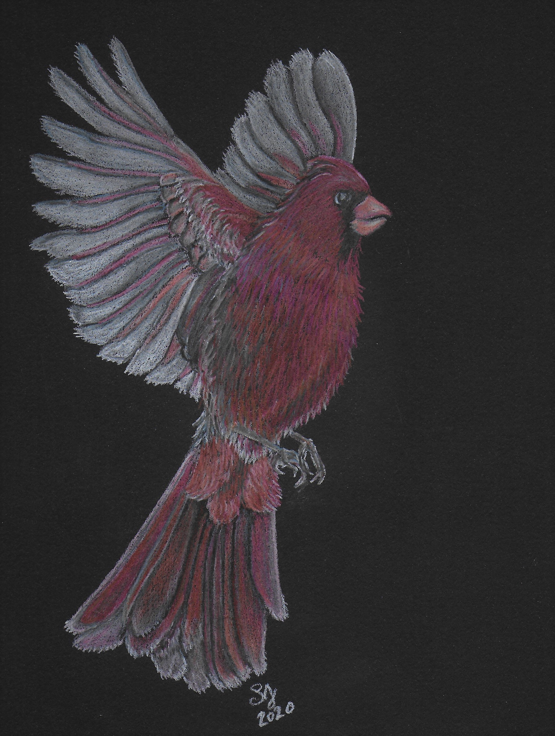 Drawing of a male Northern Cardinal in flight on black paper.