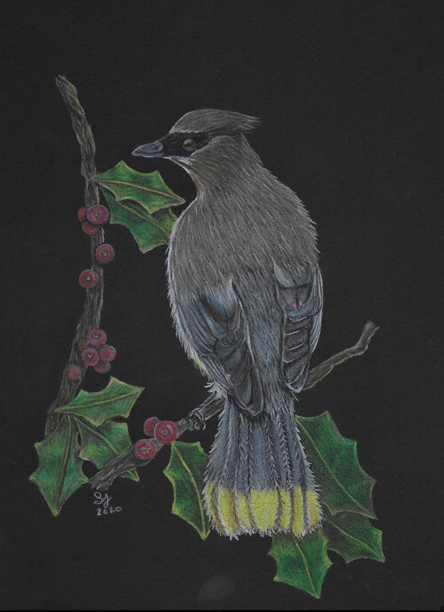 Drawing of Cedar Waxwing perched on holly branch with red berries and green leaves.