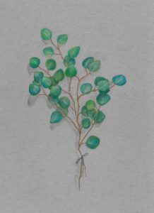 Drawing of a sprig of blue-green eucalyptus leaves on gray paper