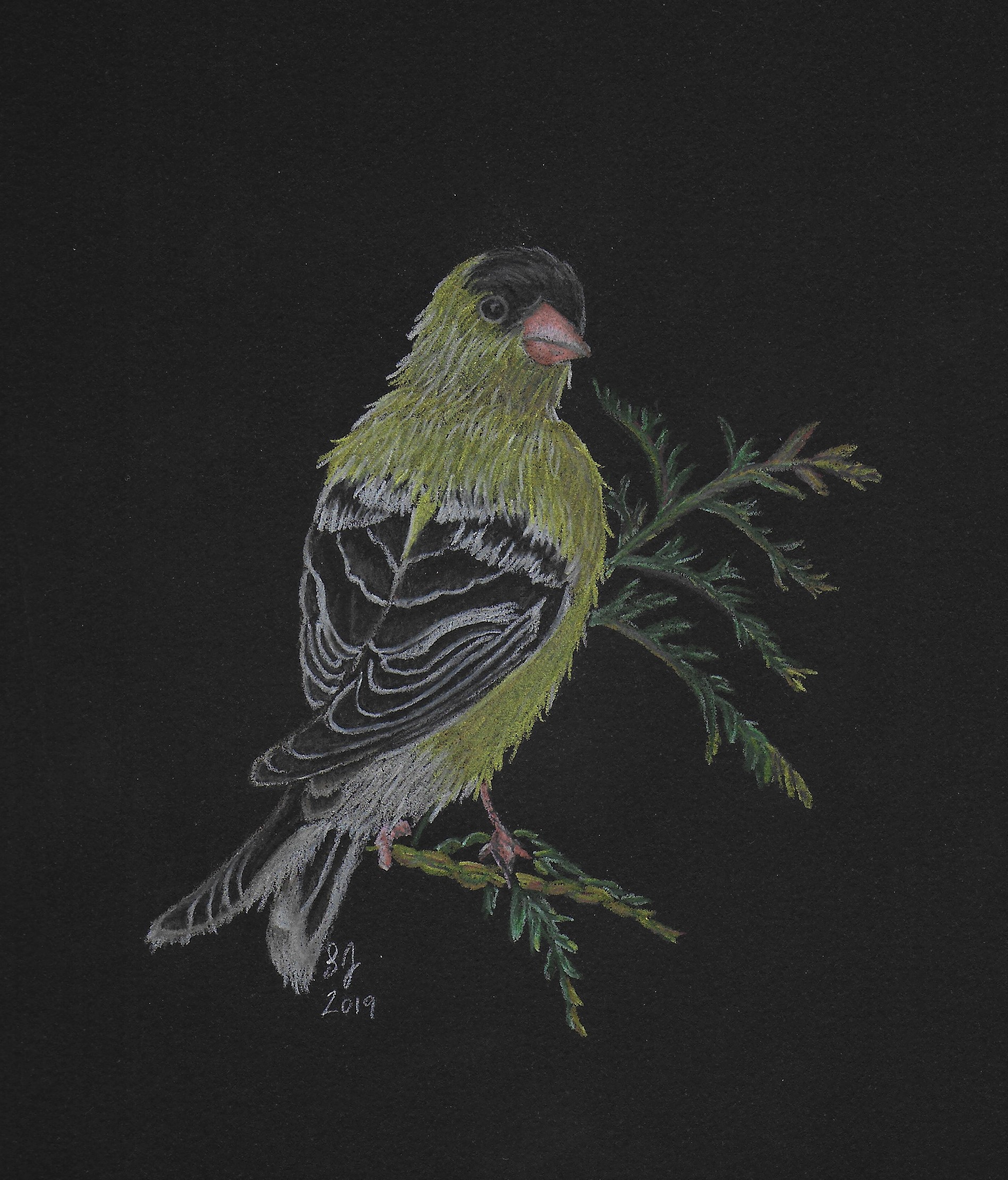 Drawing of a male American Goldfinch sitting on an evergreen sprig on black paper