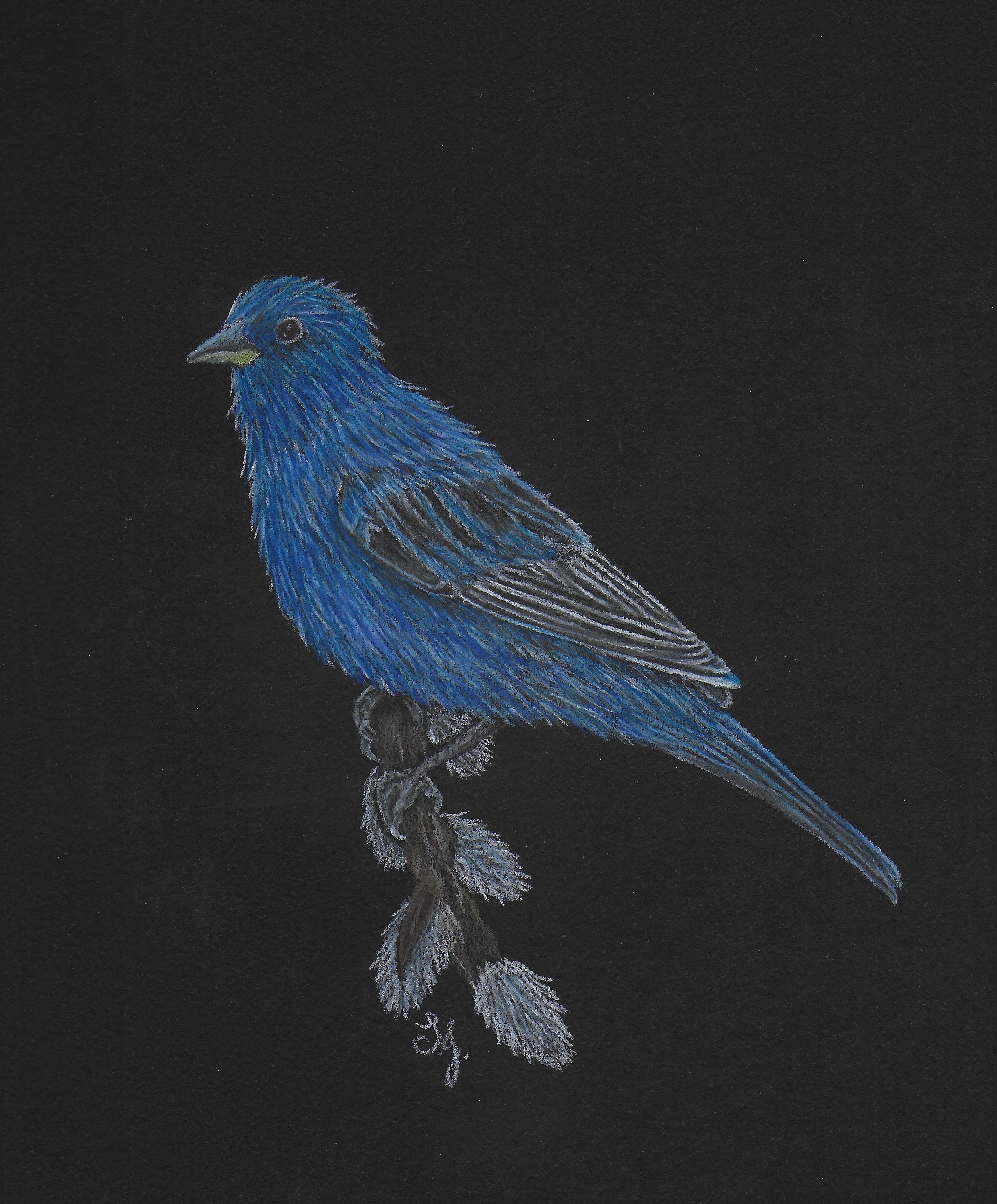 Drawing of a male Indigo Bunting on a pussy willow branch on black paper.