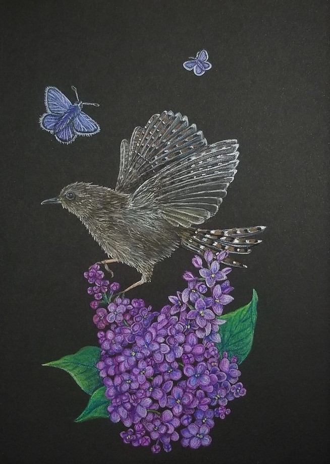 Drawing of a Carolina wren perching on purple lilac blossoms with moths on black paper