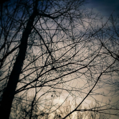 Dawning silvery-blue sky behind spindly bare branches