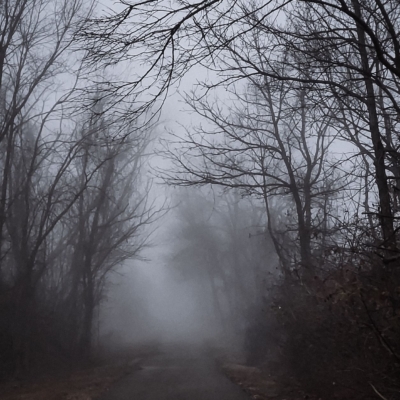 A paved path heading surrounding by bare winter trees leading into fog