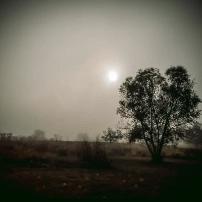 Dry, grassy field sparsely dotted by trees with a bright, ghostly sun behind fog.