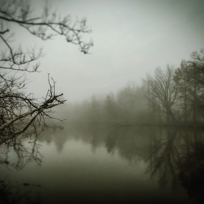 Trees overlooking very still, highly reflective water in the fog in grayish-green tones.