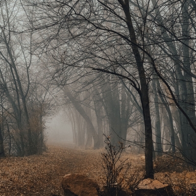 Bare trees looking down a foggy corridor over groundcover of dry, brown leaves. The tree in the foreground has several large reddish-brown rocks near it.