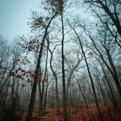 Mostly bare spindly trees stretching tall from groundcover of reddish-brown dry leaves against a foggy, blue-toned sky