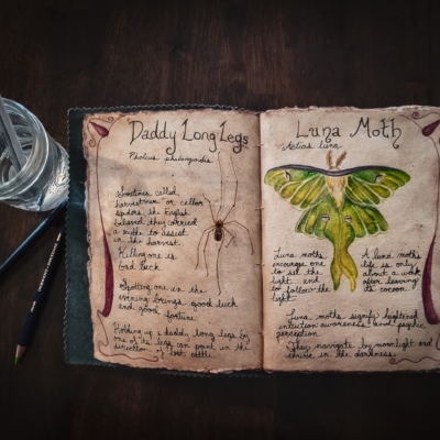 Aged sketchbook open to handwritten lore and drawings of a Daddy Long Legs spider on left page and a green Luna Moth on the right page.