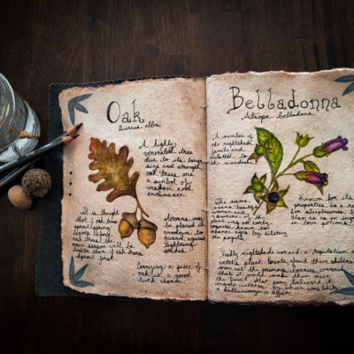 Aged sketchbook open to handwritten lore and drawings of an autumn oak leaf with two acorns on left page and a spring of Belladonna with purple flowers and dark berries on right page.