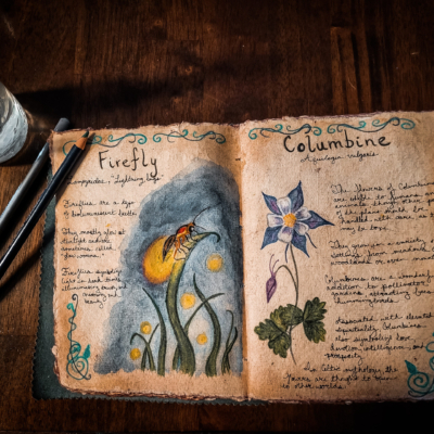 Aged sketchbook open to lore and drawings of a juniper sprig with bluish berries on left page and yellow Mountain Arnica flowers on right page